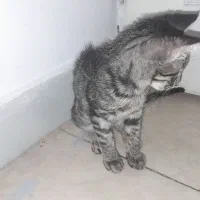 گربه نر و ماده