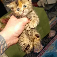 توله گربه های خاص