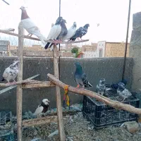 کفترتهرانی کله دم سبز وطوقی ومایدوم نامور