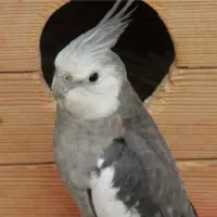 عروس هلندی گمشده مژدگانی 3تومن