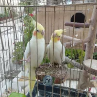 جفت عروس هلندی