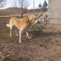 سگ عراقی ۲ساله قیمت ۶میلیون به علت نبودن جا