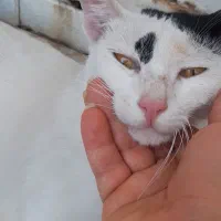 واگذاری گربه خانگی