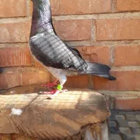 چاپی نر۲۰۲۳|پرنده|مسجد سلیمان, |دیوار