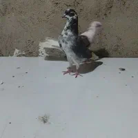 کفتر تیرماهی پرش سنگین