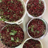 آلبالوبومی