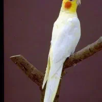 فروش عروس هلندی نر