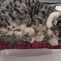 عروسک گربه