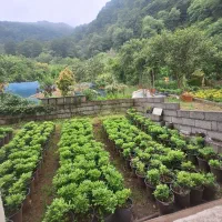 رهن ویلای دربست سه خواب نزدیک دریا