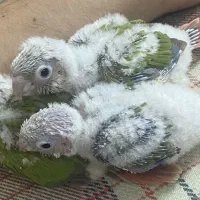جوجه گرینچیک