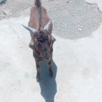 بزغاله نر