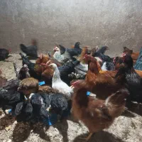 جوجه مرغ ومرغ تخمگذار