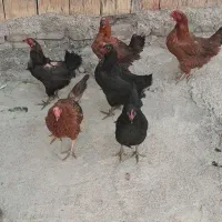 مرغ