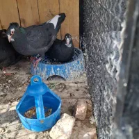 یک جفت سیاه پلنگ کرمانی کلاهی