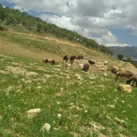 بز چاق درجه یک باقیمت مناسب