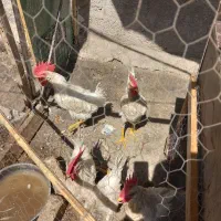 مرغ و خروس + اردک