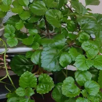گل زیبای پیچک