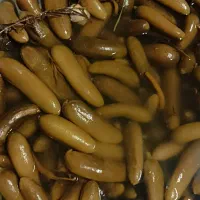 ترشی