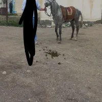 اسب