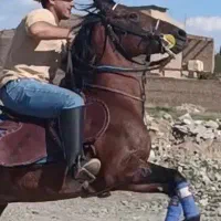 اسب