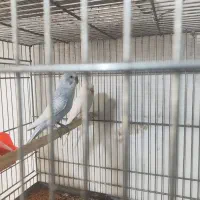 جفت مرغ عشق ماده هلندی نر ابی