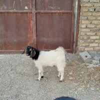 بزغاله و بره