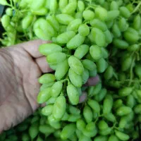 غوره درشت و پر آب با آبگیری رایگان