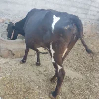 گاو
