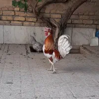 خروس بومی کاکلی