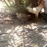 مرغ و خروس چابهاری