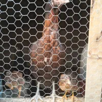 مرغ لاری نژاد دار و مرغ محلی