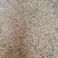 فروش گندم شهر وحدتیه