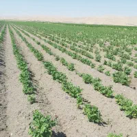 فروش سیب زمینی
