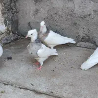 طوقی نرو ماده جوان