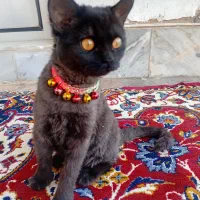 واگذاری گربه دی اس اچ