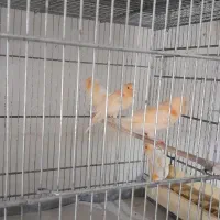 قناری قرص بخون و جوجه