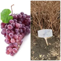 نهال انگور اصلاح‌شده ایرانی و خارجی