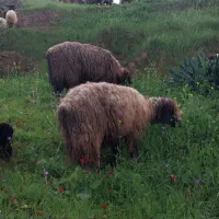 چند راس میش بفروش میرسد