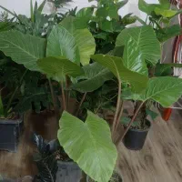 بابا آدم نسبتا بزرگ