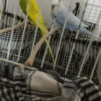 مرغ عشق هردو نر