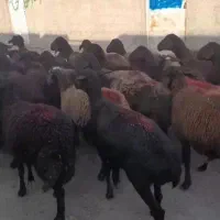 میش شیشک