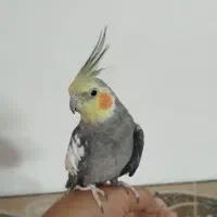عروس هلندی نر