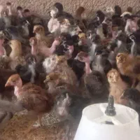 جوجه  گردن لختی گلپایگان