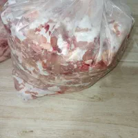 بچه فیله