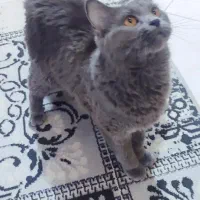 گربه اسکاتیش