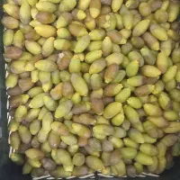 رطب سعمران خارک ورطب برحی