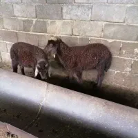 بره نر وماده