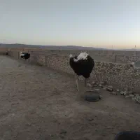 شترمرغ|حیوانات مزرعه|جلگه ماژان, |دیوار