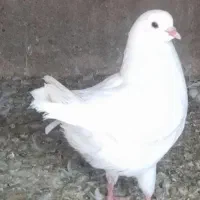کفتر کینگ