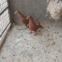سرخ کرمونی